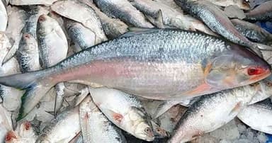 দুর্গাপূজার আগেই পশ্চিমবঙ্গে আসছে, আশায় বুক বেঁধেছে পশ্চিমবঙ্গের মানুষ